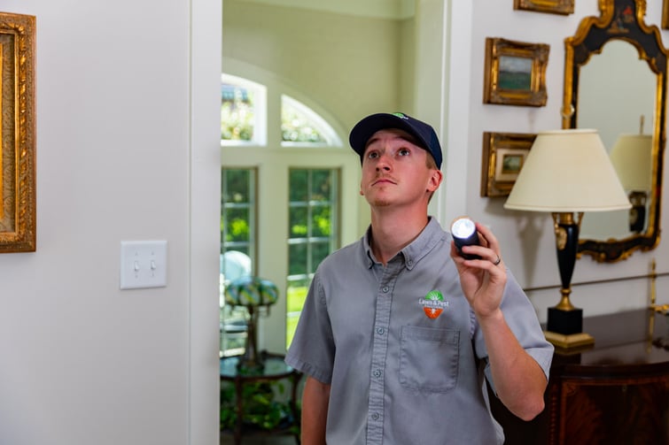 Professional Termite Control in Memphis TN Treatment & Control Tips